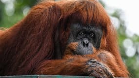 Un orang-outan de Sumatra se repose au zoo national de Malaisie à Kuala Lumpur le 23 août 2023.
