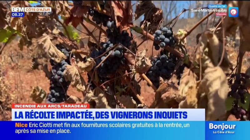Après l'incendie de Taradeau dans le Var, les vignerons sont inquiets quant à la récolte du raisin