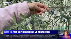 Pourquoi le prix de l'huile d'olive va lui aussi augmenter