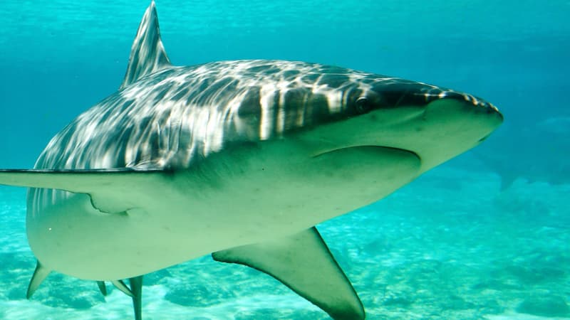 Un sauveteur, Tim Jago, a évoqué "un très gros requin" de quatre mètres de long environ, vraisemblablement un grand blanc.