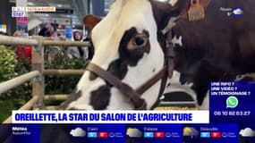 Normandie: Oreillette, la star du salon de l'agriculture