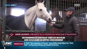 De nombreux chevaux tués ou mutilés dans plusieurs départements, des enquêtes sont en cours 
