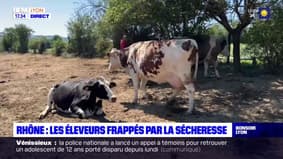 Rhône : les éleveurs frappés par la sécheresse