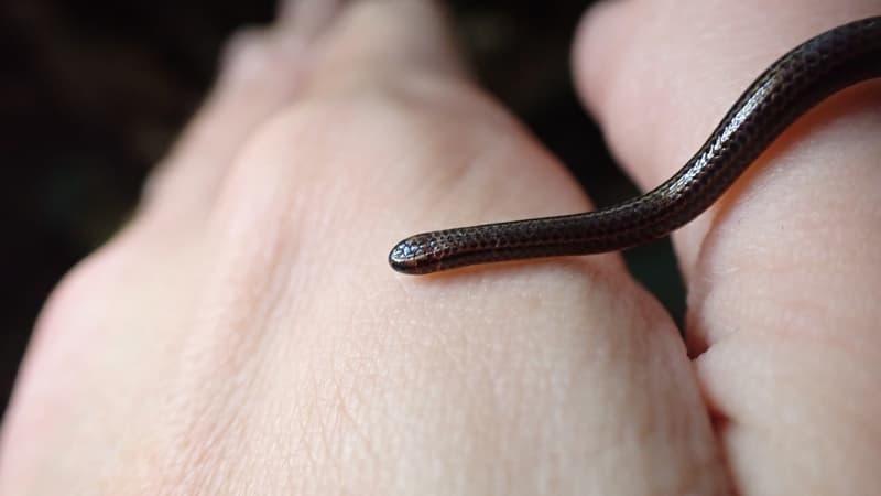Le serpent fil de la Barbade, si petit qu'on pourrait le confondre avec un ver de terre, a été aperçu sur l'Île de la Barbade.