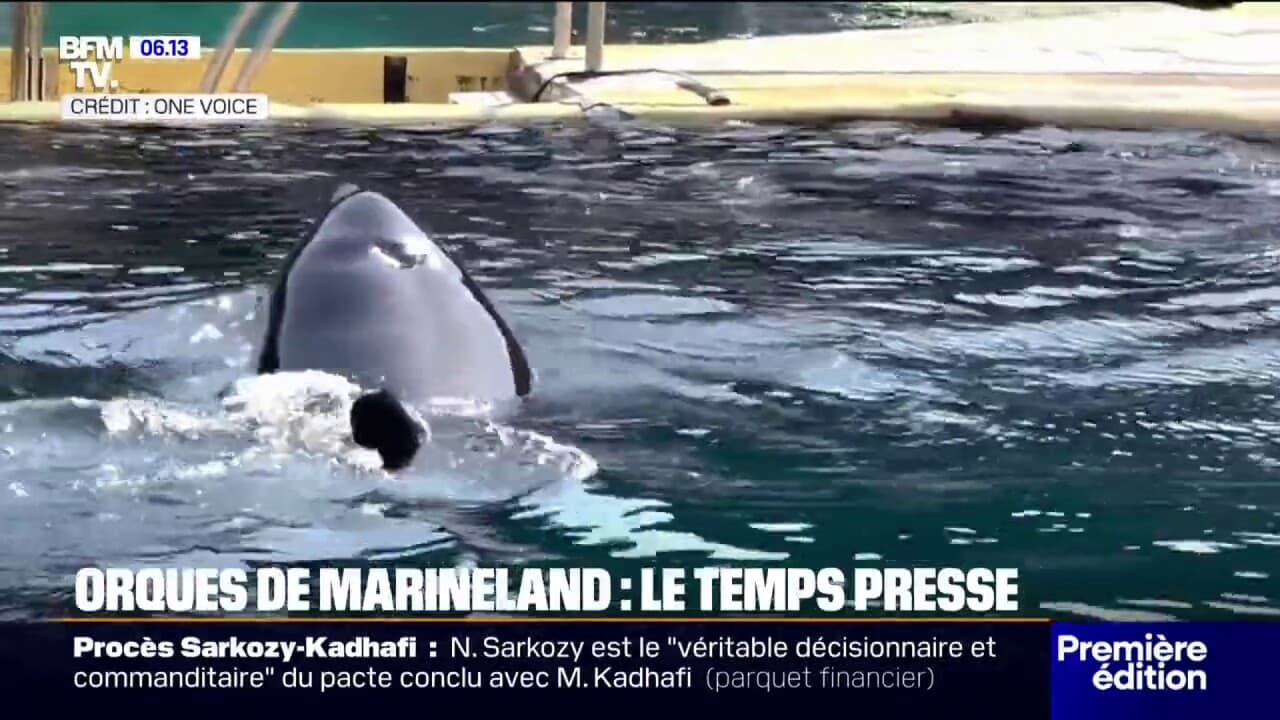 Marineland: le sort des orques et des dauphins inquiète les ...
