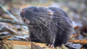 Une nouvelle souris semi-aquatique découverte lors d'une expédition au Pérou, dans une étude publiée le 20 décembre 2024.