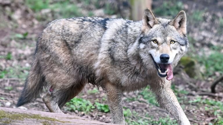 "JAMAIS VU ÇA EN 30 ANS": UNE ATTAQUE DE LOUP SUR UN TROUPEAU FILMÉE EN DIRECT EN SAVOIE