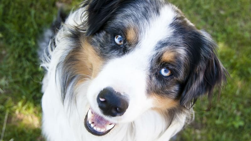 Un berger australien
