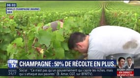 La Champagne devrait enregistrer cette année une récolte en hausse de 56%