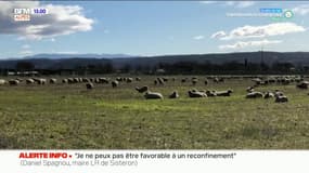L'image du jour sur BFM DICI: un troupeau de brebis en liberté à Manosque 