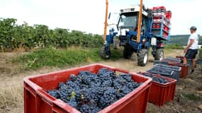 La production viticole française repart à la hausse en 2022. 
