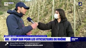 Gel: les dégâts sont considérables pour les viticulteurs du Rhône