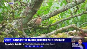 La LPO invite les Français à recenser les oiseaux dans leur jardin ce week-end 