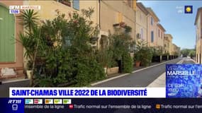 Bouches-du-Rhône: Saint-Chamas élue meilleure ville de France pour la biodiversité