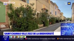 Bouches-du-Rhône: Saint-Chamas élue meilleure ville de France pour la biodiversité