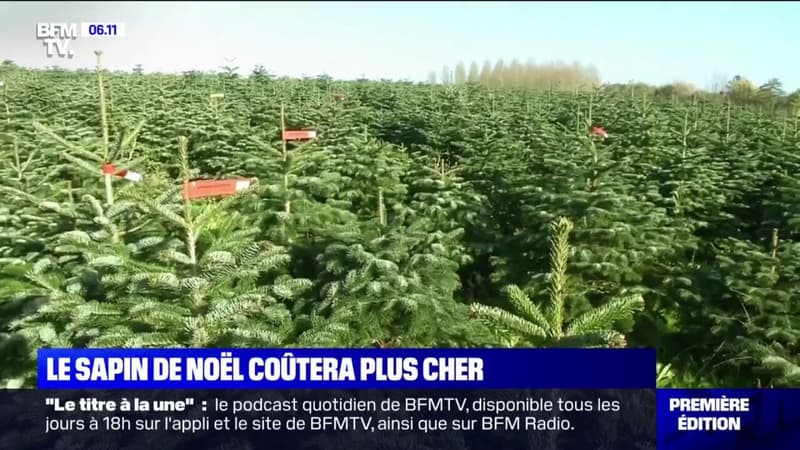 La sapin de Noël coûtera lui aussi plus cher cette année