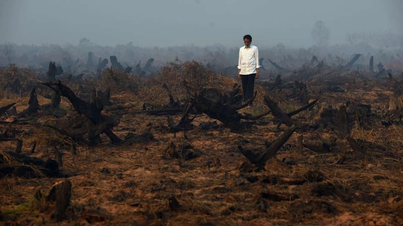 Le président de l'Indonésie, Joko Widodo face à une prairie dévastée par les flammes ce 23 septembre.