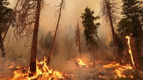 L'incendie "Oak Fire" fait rage en Californie, dans le comté de Mariposa, aux Etats-Unis, le 24 juillet 2022