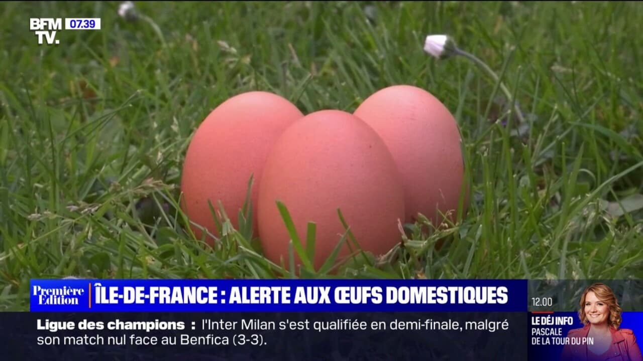 ARS Île-de-France recommends not consuming eggs from domestic chicken