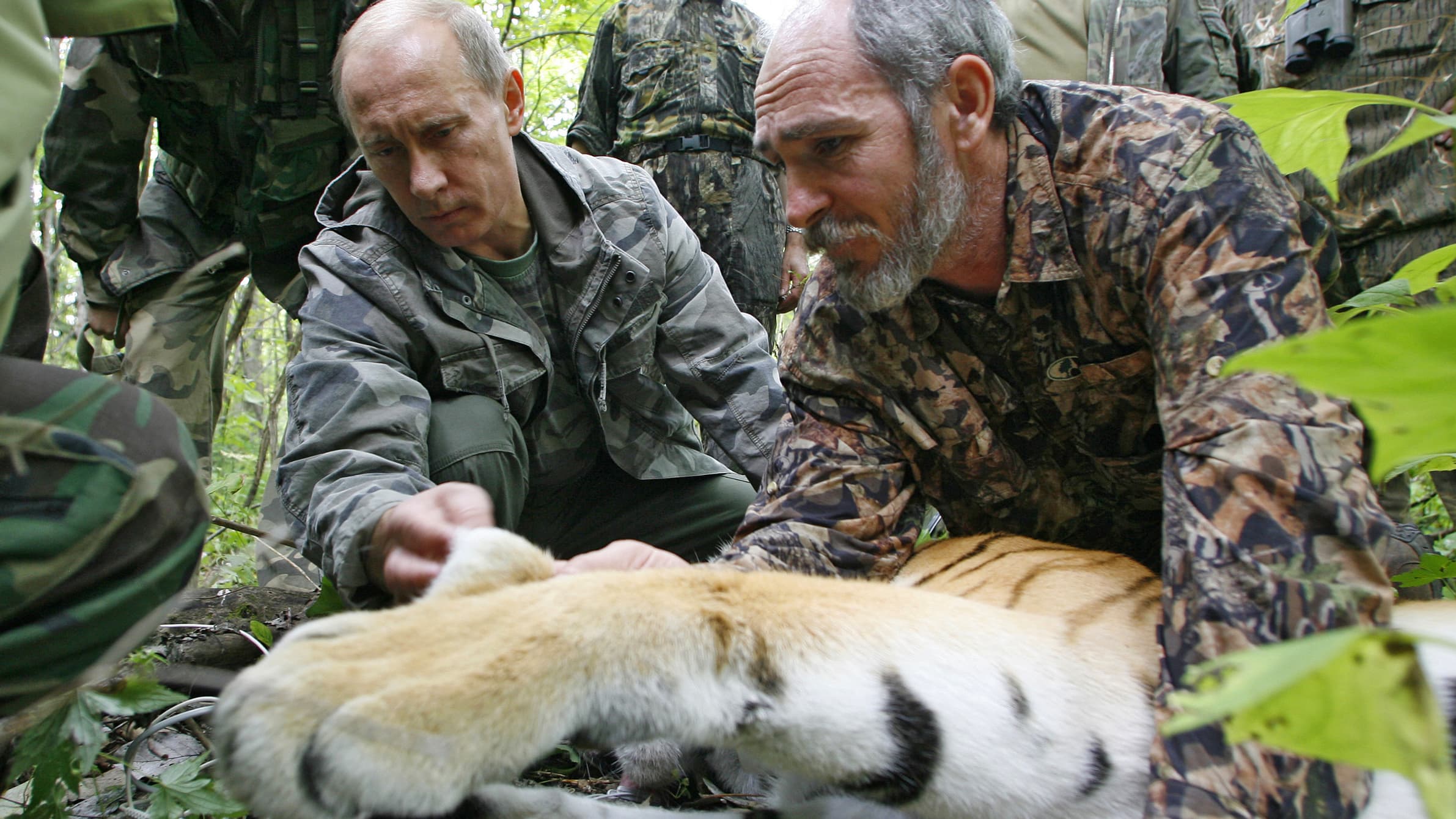 Vladimir Poutine soigne un tigre, en août 2008. 