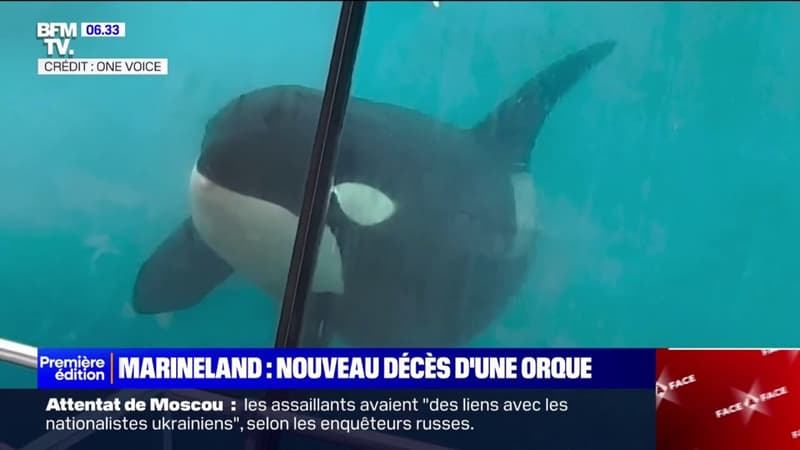 Marineland: une orque est morte, la deuxième en cinq mois