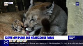 Paris: naissance d'un bébé puma au zoo de Vincennes