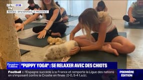 Le "Puppy yoga", le nouveau concept pour faire du sport et se relaxer avec des chiots