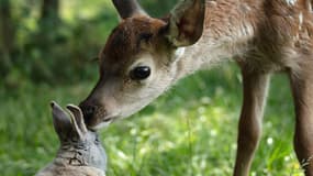 Une scène du film "Bambi, L’histoire d’une vie dans les bois"