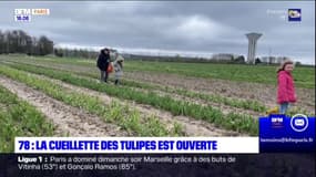 Yvelines: la cueillette des tulipes lancée à Jouy-en-Josas