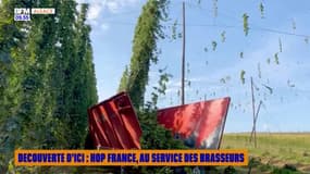 Découverte d'ici : Hop France, au service des brasseurs