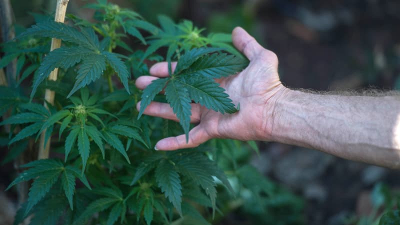 En moins de 15 jours, cinq enfants ont été hospitalisés à Nice après avoir ingéré du cannabis