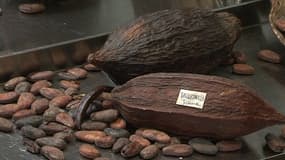 Le cacao pourrait devenir un produit rare dans quelques années.