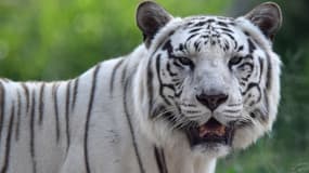 Les attaques de tigres sont extrêmement rares au Japon.