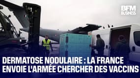  Dermatose nodulaire : la France envoie l'armée chercher des vaccins  
