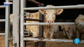 Voyons Voir : Salon de l’Agriculture