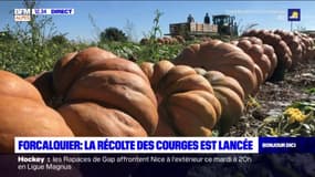 Alpes-de-Haute-Provence: la récolte des courges lancée à Forcalquier
