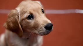 Un golden retriever lors d'un concours canin le 22 février 2016 à New York. 