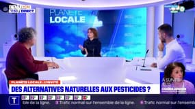 Planète Locale du lundi 28 novembre 2022 - Des alternatives naturelles aux pesticides ?