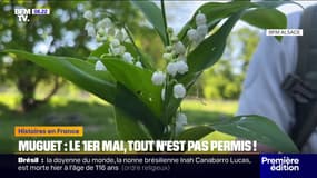Cueillir en forêt plus de dix brins de muguet vous expose à une amende de 135 euros