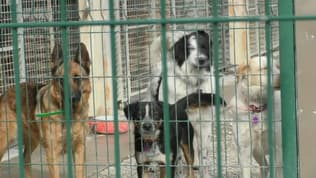 Des chiens à la SPA Sud-Alpine