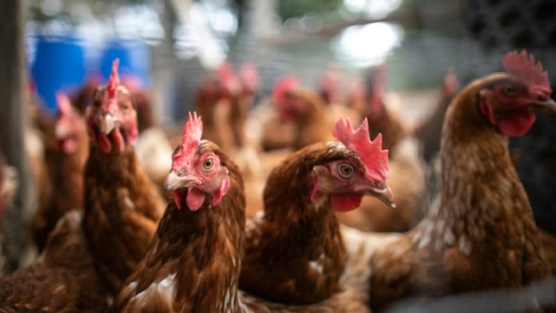 Grippe aviaire: les aviculteurs veulent un feu vert pour la vaccination