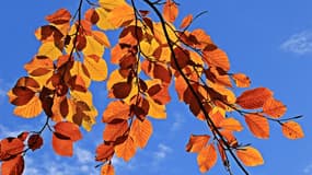 Des feuilles d'arbres sous les rayons du soleil d'automne (ILLUSTRATION)