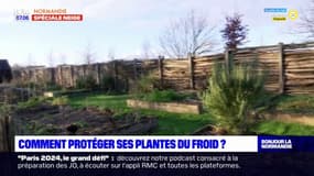 Normandie: comment protéger ses plantes du froid?
