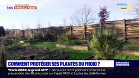 Normandie: comment protéger ses plantes du froid?