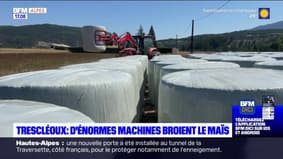 Hautes-Alpes: d'énormes machines broient le maïs à Trescléoux