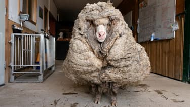 Le mouton avant la tonte