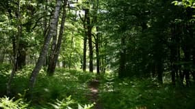Un chemin dans la forêt de Rochefort, dans les Yvelines, à l'ouest de Paris, le 7 mai 2020