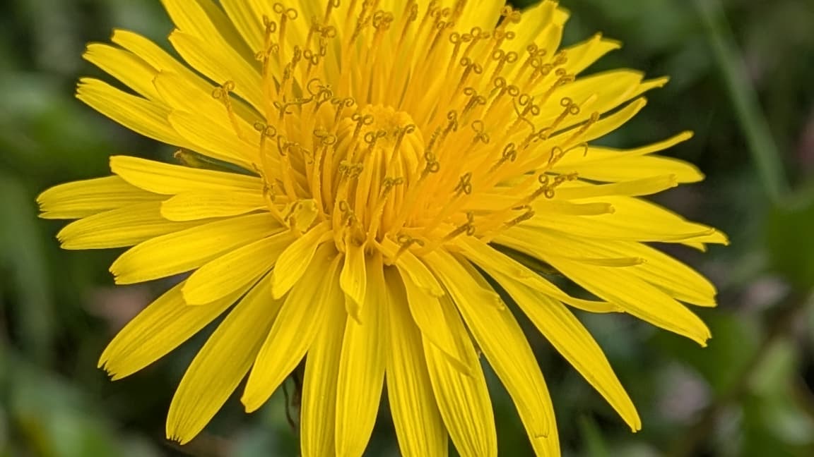 Photo prise en mode macro avec le Google Pixel 9a
