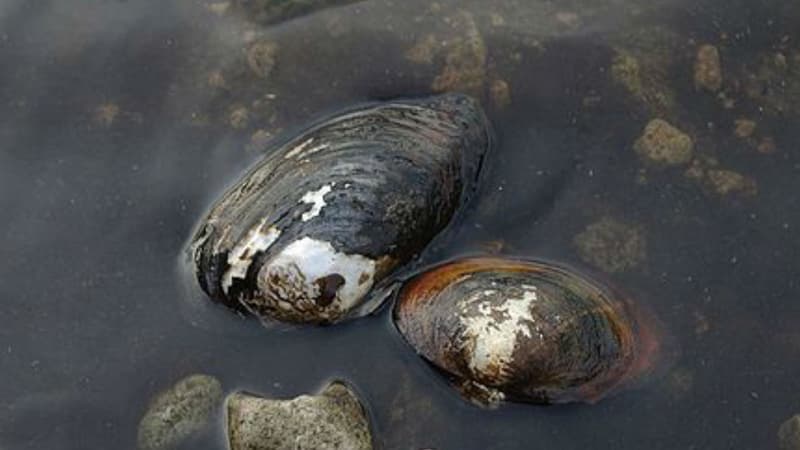 Deux anodontes chinoises vivantes, dans un cours d'eau japonais