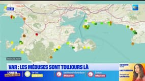 Var: les méduses toujours bien présentes sur les plages